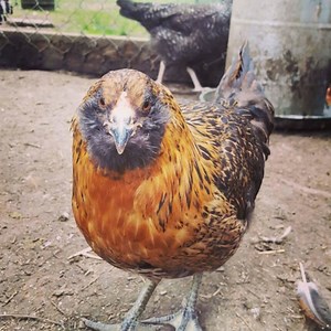 What Exactly Is A Easter Egger Chicken? | Meyer Hatchery Blog