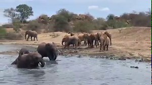Elephants know how to splish, splash, splosh! On a number of days this month there has been something of a pool party atmosphere at the Ithumba mud bath. With the orphan herd enjoying plenty of interactions with visiting ex orphans and wild elephants alike. A mixture of hero worshipping and attentive learning can be witnessed as these times, as the Keeper-dependent orphans pay close attention to the behaviours of the older elephants. These wild encounters offer critical life lessons for the orph