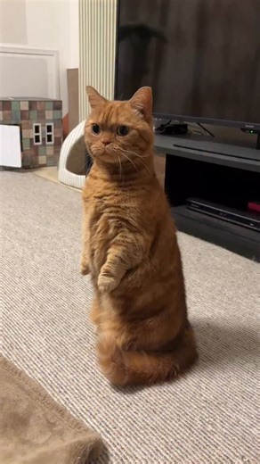 バニラとメープル on Instagram: "地震大丈夫でしたか！？💦 これは地震直後のメープルの様子🫨 立ち上がって周りをキョロキョロ… 我が家は震度4で被害はありませんでした！ 姉にこの動画送ったら 「メープルって立てるの…？このまま走り出しそう」 と言われました😂 この先2日間くらいは巨大地震に警戒して避難準備しようと思います💦 これ以上大きい地震が起きませんように😢 #地震 #猫 #cat #ねこ #ネコ #マンチカン #munchkin #catreel #バニラとメープルの成長記録"