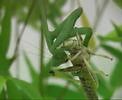 Praying Mantis vs Locust