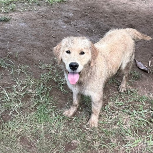 We have had Outside Play, assessing our Socials and last but not least WATER PLAY 💧 #tlcpetcarecoffs #tlcpetcare #dogboardingkennels #smilingdogs #funinthesun☀️😎 #dogsmiles #tlcpetcare🐾 #sunout | TLC Pet Care