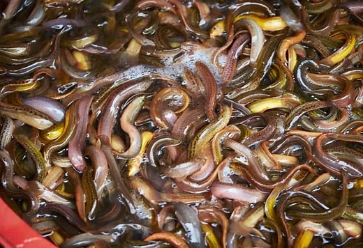 Loaches 101: Care, Diet, Tank Size, Tank Mates & More - Aquarium Part