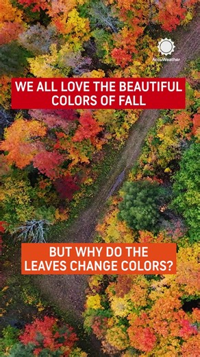 AccuWeather on Instagram: "Why do leaves change color in the fall? From vivid reds to golden yellows, the science behind autumn’s colors reveals how weather, tree species and chemistry combine to create the seasonal spectacle."