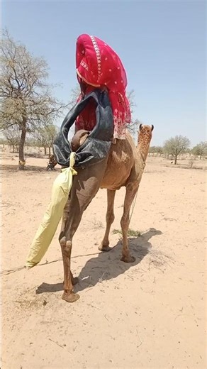 طريقة غريبة وفريدة للعناية بجمل تحت أشعة الشمس الحارقة وسط ذهول الجميع في الصحراء 💦🐪😰