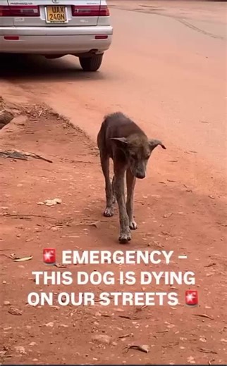 #animalrescue #donatetoday#dogslife #usa#england #spain #france #canada fundraising link in bio 📥🆘