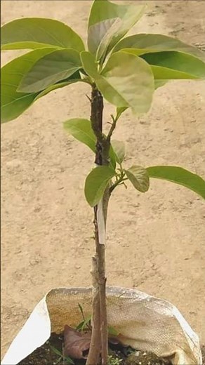 How to Propagate Fruit Trees for Beginners