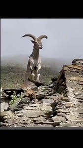 Funny lion vs monkey 🐒 | Funniest And Craziest Videos