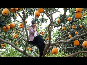【二米炊烟】25KG Loquat for Wine Making 摘50斤又大又甜的枇杷，酿成一种美味的果酒
