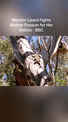 Monitor Lizard Fights Mother Possum for Her Babies - BBC