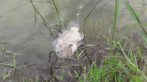 Dead Fish Contaminated Environmental Waste Stock Footage Video (100% Royalty-free) 3775547929 | Shutterstock