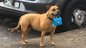 Dogs failing at being dogs in the funniest ways