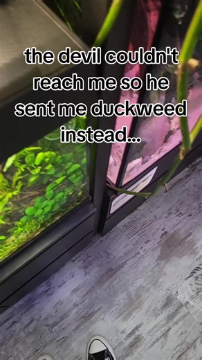 The Benefits of Duckweed for Your Aquarium