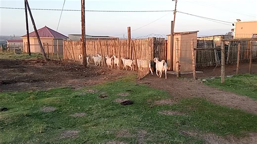 The Backyard Savannas! | Backyard Savannas
