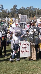 Australia starts to hit the streets and call for end to native forest logging In Coffs Harbour today, more than 500 people rallied and marched calling for an end to native forest logging. The Coffs Coast community showed today that they want serious action to protect our public native forests. In excess of 500 people turned up in support of our Mid-North Coast forests and they have had enough of the forests around them being decimated by Forestry Corp NSW. Critical Koala habitat, that is intende