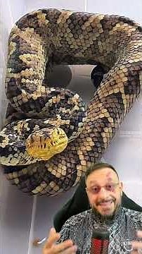 A jiboia mais rara do mundo! Conheça a Corallus cropanii, a jiboia do Vale do Ribeira