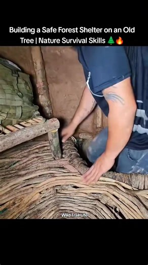 149K views · 3.3K reactions | Master the process of building a safe and effective shelter in the forest using the strength of an old tree. Pure nature, survival instincts, and real craftsmanship!  Stay tuned for more wild adventures and survival builds! #camping #campinglife #survival #travel #outdoorlife | Wild Trail Life | Facebook