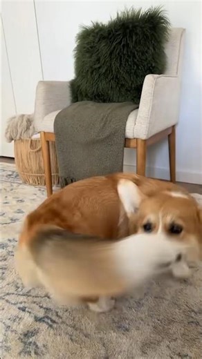 🐶 Cute Puppy Tail Chase Loop | Funny Dog #shorts #puppy #dog #chasingtails #tails #funnydogs #loop