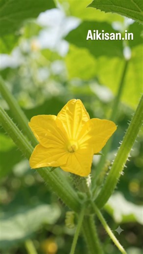 From Seed to Cucumber: How Does It Grow?