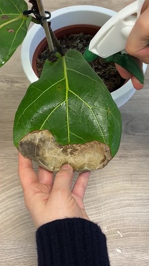 How to become a green thumb? This Plant Care App knows the answer!🌱 | Victoria Lane - Botanical Advisor