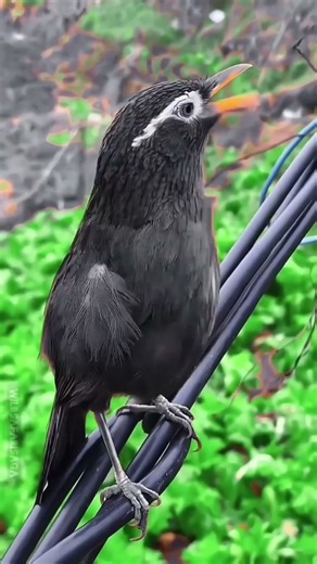 दुनिया के सबसे छोटे पक्षी | Smallest Birds In The World In Hindi #shorts #birds