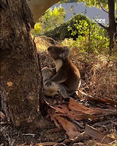 71K views · 4K reactions | Rare vision shows the heartbreaking moment a koala mourns the death of his female companion in Adelaide. | Nine.com.au | Facebook