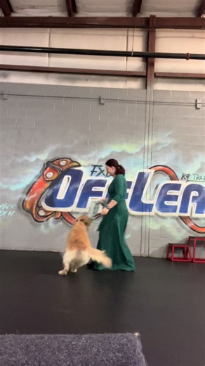 Laddin_PawsOnDuty (@laddin_pawsonduty)’s videos with original sound - Mattiuz