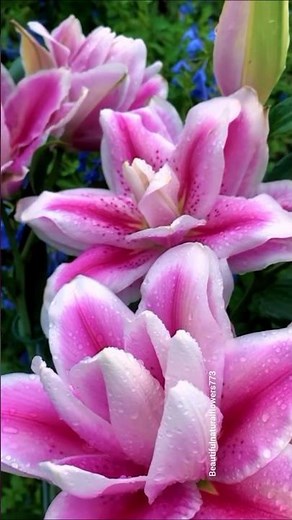 Nature's Best Colors in 4K" Lilies Flowers " ✨