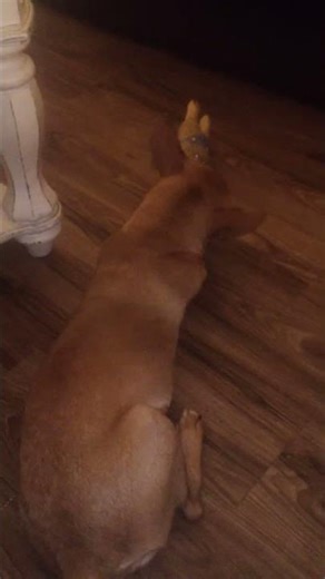 Bogie took the chickens voice box out lol 😂 #countrymusic #funny #pup #countryradio