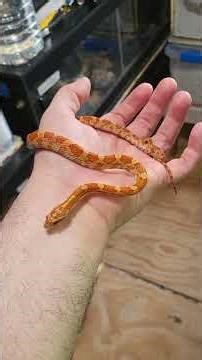 67-2025 Male Hypomelanistic Corn #snake #pets #morphmarket