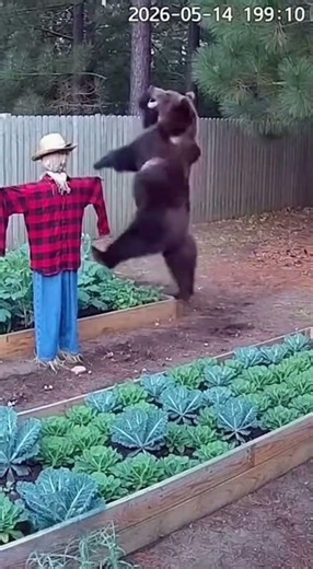 Bear Gets Scared by a Screaming Scarecrow – CCTV Footage