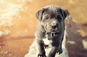 Neapolitan Mastiff Color Varieties - Cuteness
