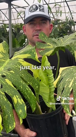 Origin Story of Monstera Electrolyte Revealed by Mike D’andrea