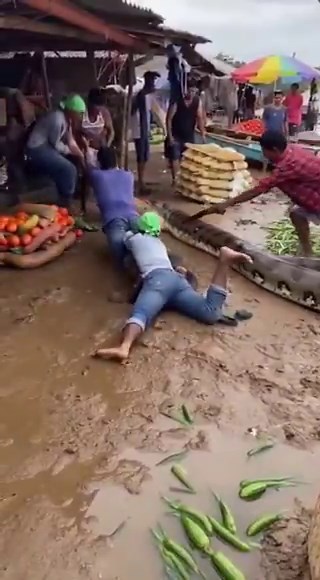 A man was in danger of being swallowed by an anaconda. While the footage shows attempts being made to help him, it is unclear whether he was ultimately rescued.