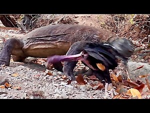 Komodo Dragons Eating Roosters Or Fighting Cocks