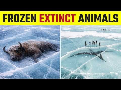 6 Extinct Animals Perfectly Preserved in the Ice Age - Part 2