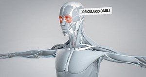 Orbicularis oculi muscle, detailed display of face muscles, human muscular system, 3D animation of human anatomy, 3D render
