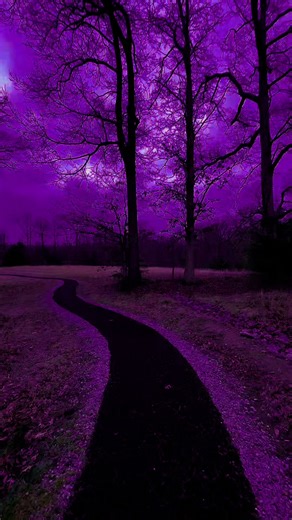 Dark Forest mysteries #darkforest #mysterytales #horrorstories #forestmystery #storytelling