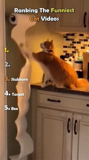 Top Funniest Cat Clips You’ll Love | Part11 😂😻#shorts