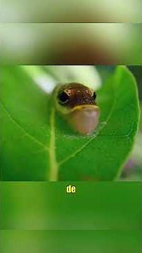 La Oruga más Adorable del Mundo #vidasalvaje #animales #satisfying #animals #shortvideo #shorts