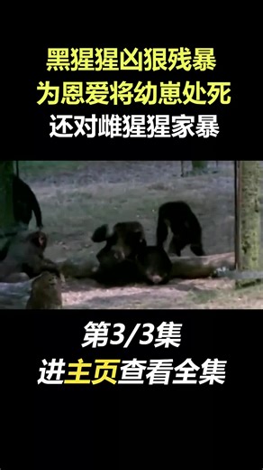 一言不合就交配，多夫多妻只为种族延续，为何依旧濒临灭绝？ #大猩猩 #野生动物 #倭黑猩猩 #黑猩猩