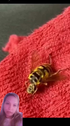#bee #play #howitpossible #like #share #follow #subscribe #digitalcreator #videicreator #followers #viralvideo #viralreels | Georgiana Veronica Broinea