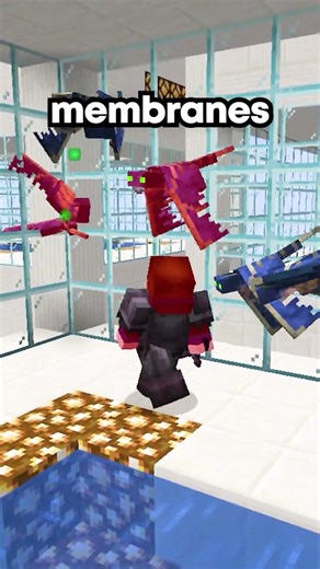 This Player Exploited Phantoms to get Rich on my Minecraft Server #minecraft #server #smp