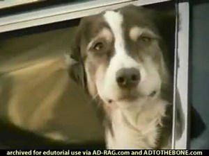 Full The Geico Dog Commercial