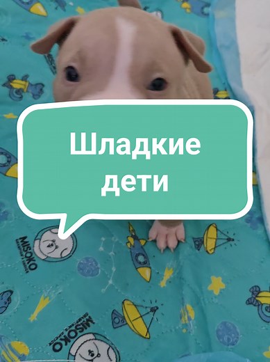 Банда ух: Ультрадружелюбные щенки развлекаются