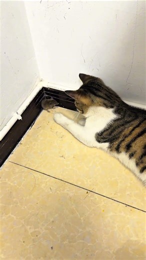 Silent… Focused… Deadly Cats 😳🐱