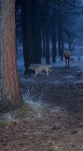 Night Trail Cam Wolves chase down a running elk through dense fog in a
