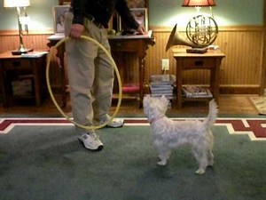 Wauzer puppy dog tricks (Lacey)