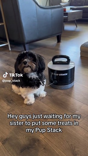Dont keep your pup waiting! With the Pup Stack you have everything you need while keeping your pup safe while having more fun! #fyp #petproduct #petsolutions #dogsoftiktok #doglovers #dog