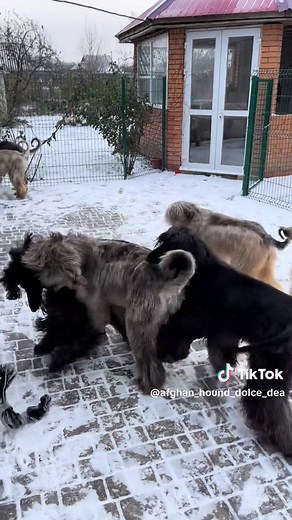 #puppylove #DogsOfTikTok #Afghanpuppy #afghanhoundlove #afghanhoundpuppy #afghanhounddog #afghanhoundworld
