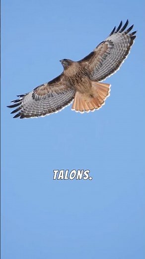 Fun Hawk Facts, Secrets of Nature’s Super Vision and Speed! #hawk #hawks #wildfire #animals
